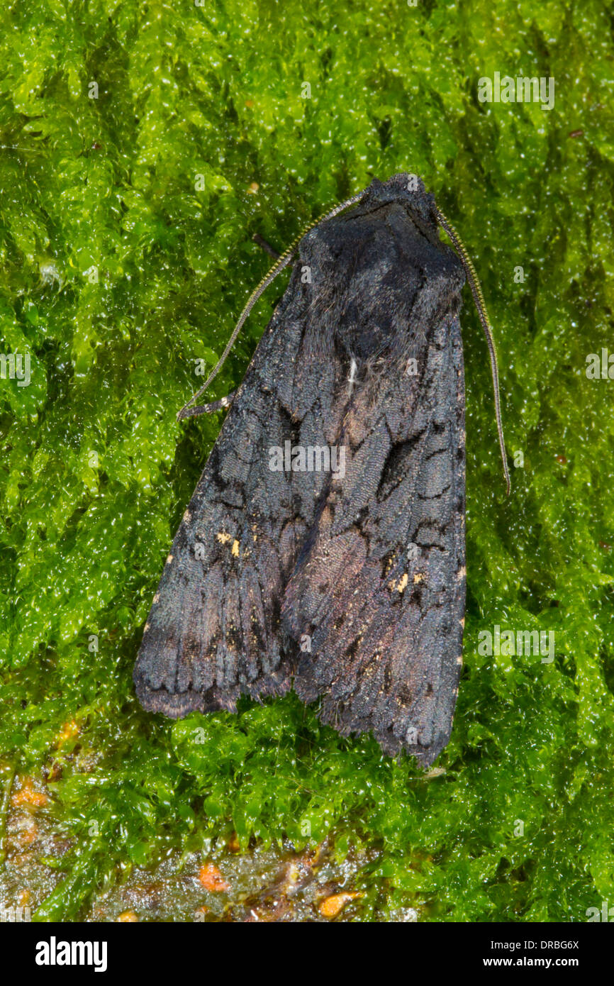 Black Rustic moth (Aporophyla nigra) resting on moss. Powys, Wales. September. Stock Photo