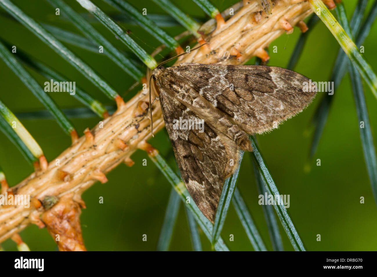 Sitka Moth Pattern Carpet moth hi-res stock photography and images - Alamy