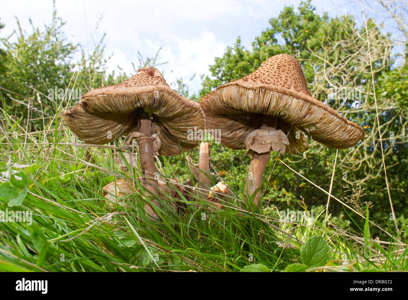 Parasol Mushrooms (Macrolepiota procera) old specimens amongst grass in woodland. Powys, Wales. September. Stock Photo