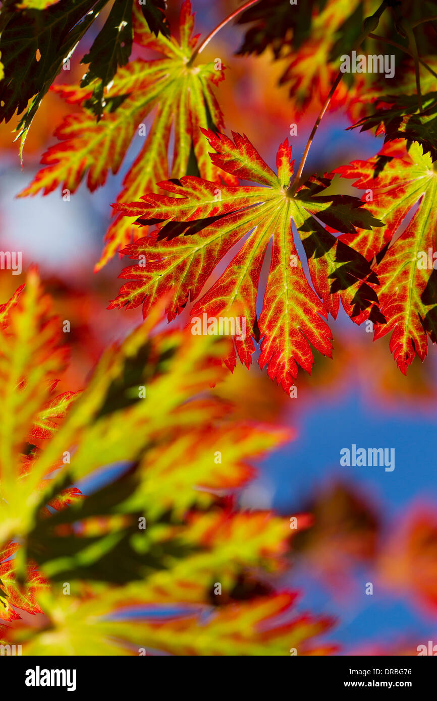 Leaves on a Japanese maple (Acer palmatum) tree in Autumn. Gregynog Garden, Powys, Wales. October. Stock Photo