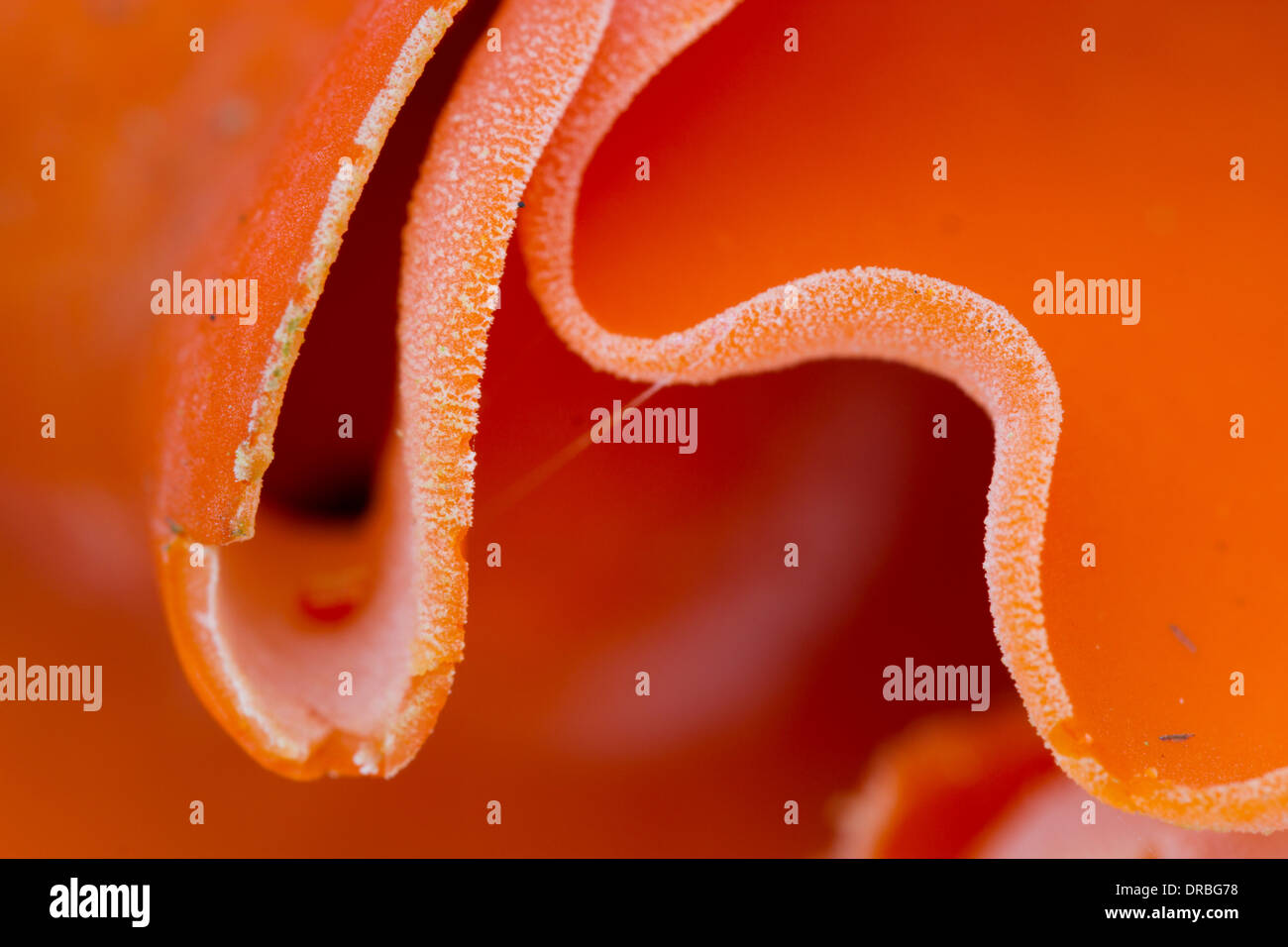 Close-up of Orange Peel fungus (Aleuria aurantia). Powys, Wales. October. Stock Photo