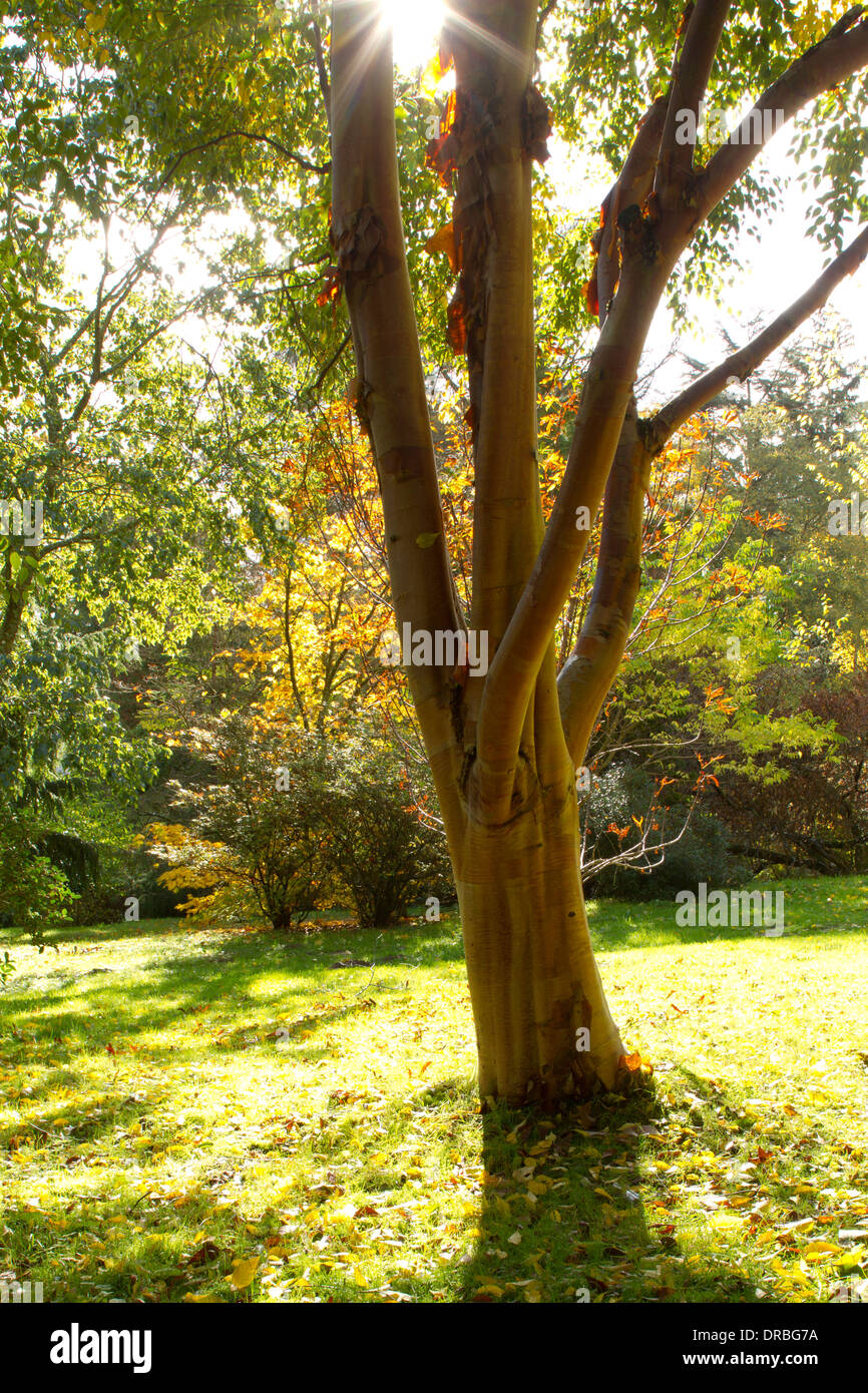 Chinese Red-barked Birch (Betula albo-sinensis) specimen tree in a garden. Herefordshire, England. October. Stock Photo