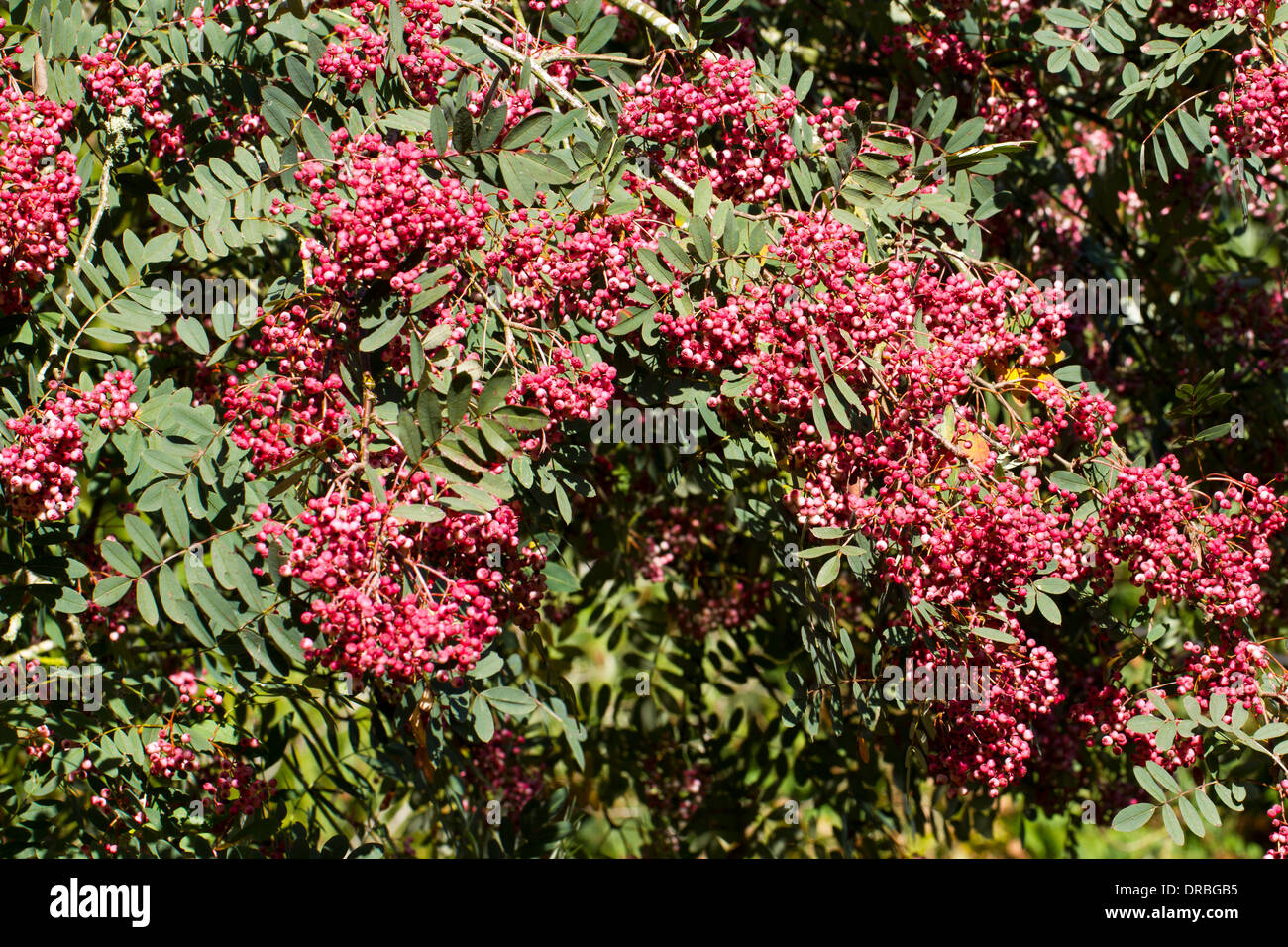 Berries of Sorbus pseudohupehensis 'Pink Pagoda' on a tree in a garden. Herefordshire, England. October. Stock Photo