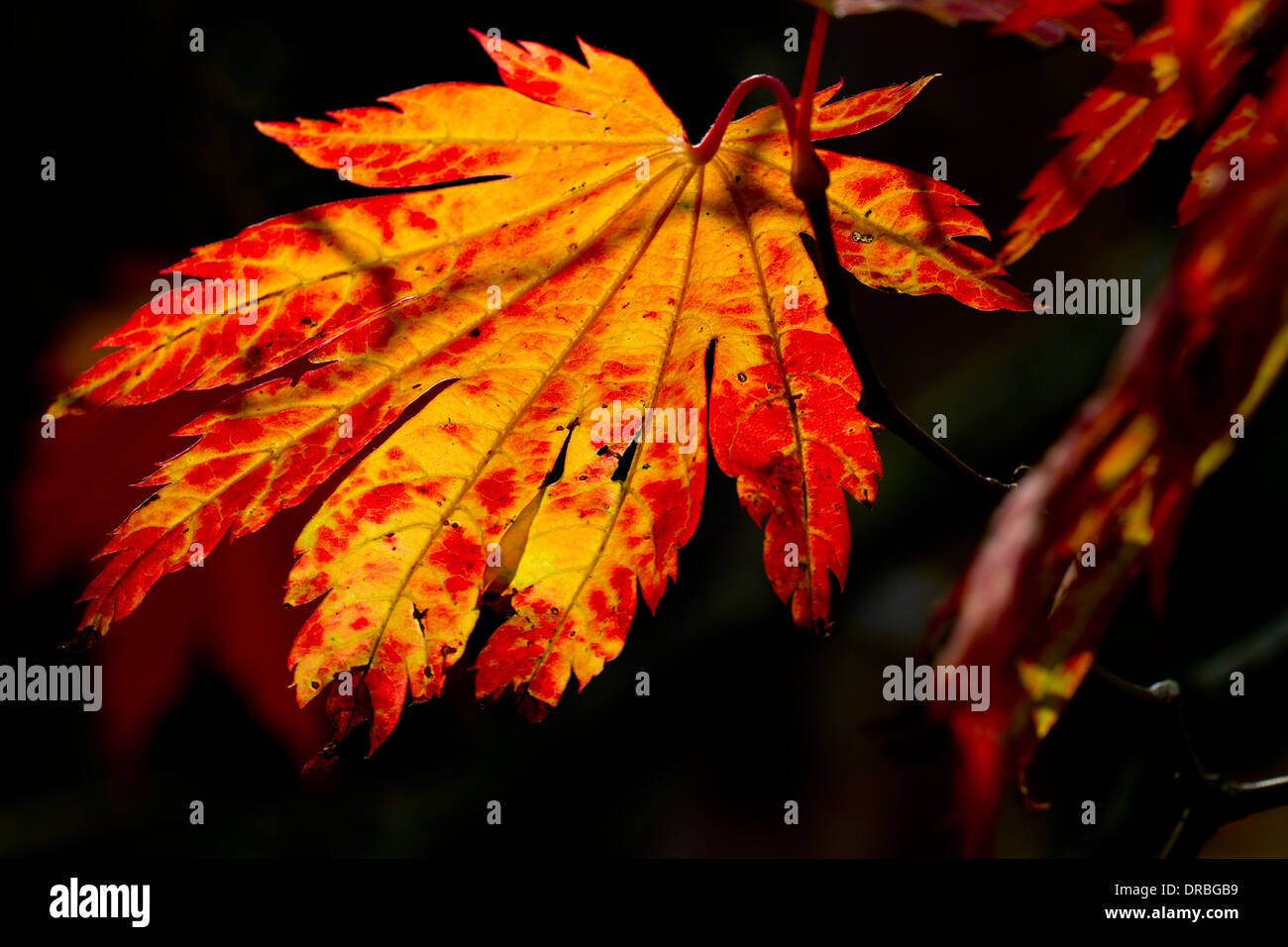Full-moon maple (Acer japonicum) leaf on a tree in Autumn. Herefordshire, England. October. Stock Photo
