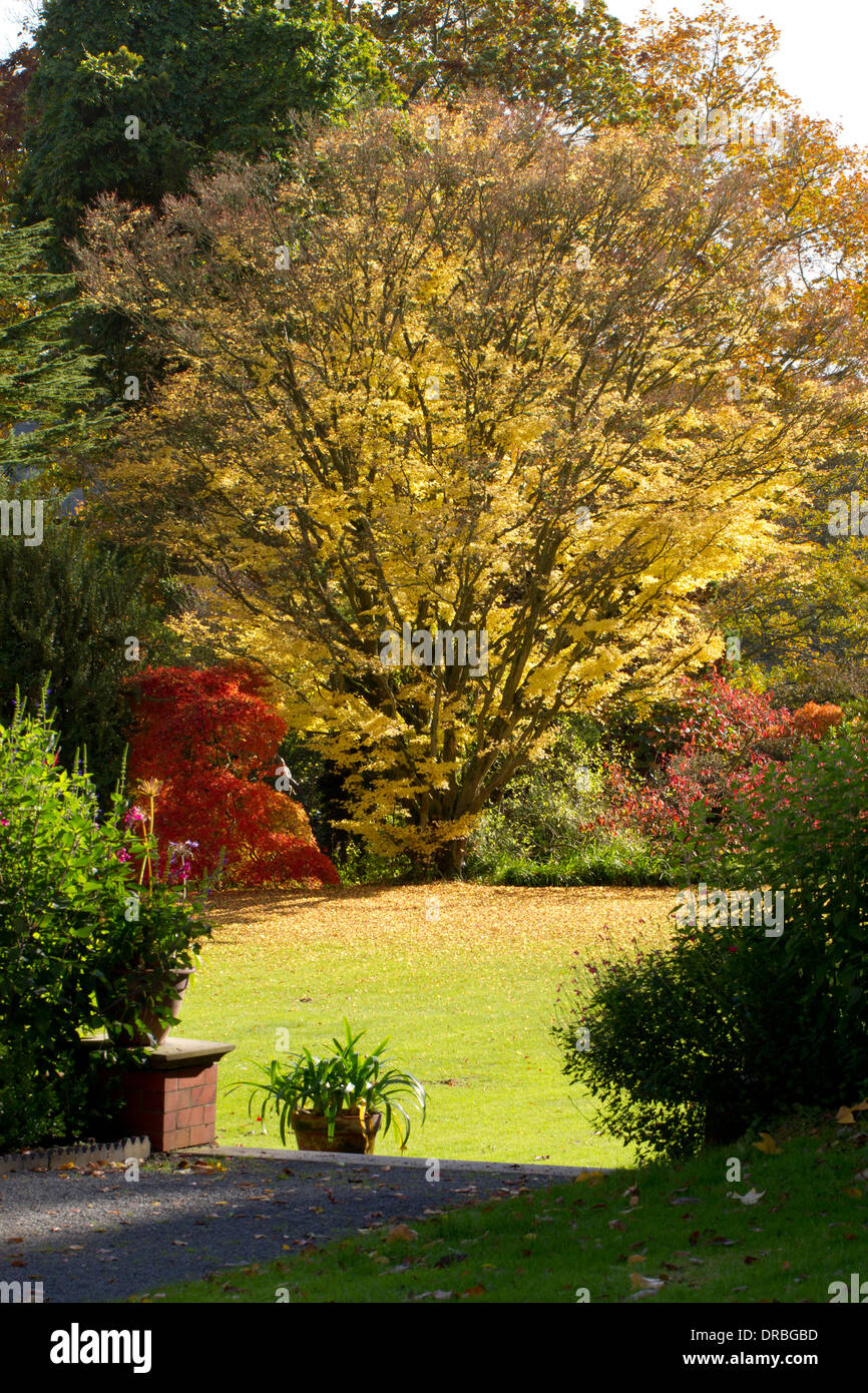 Japanese maple (Acer palmatum) tree in a garden in Autumn. Herefordshire, England. October. Stock Photo