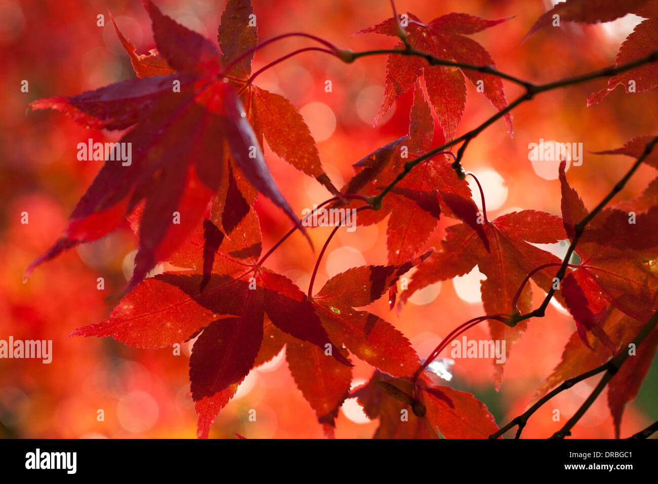 Leaves on a Japanese maple (Acer palmatum) tree in Autumn. Powys, Wales. November. Stock Photo