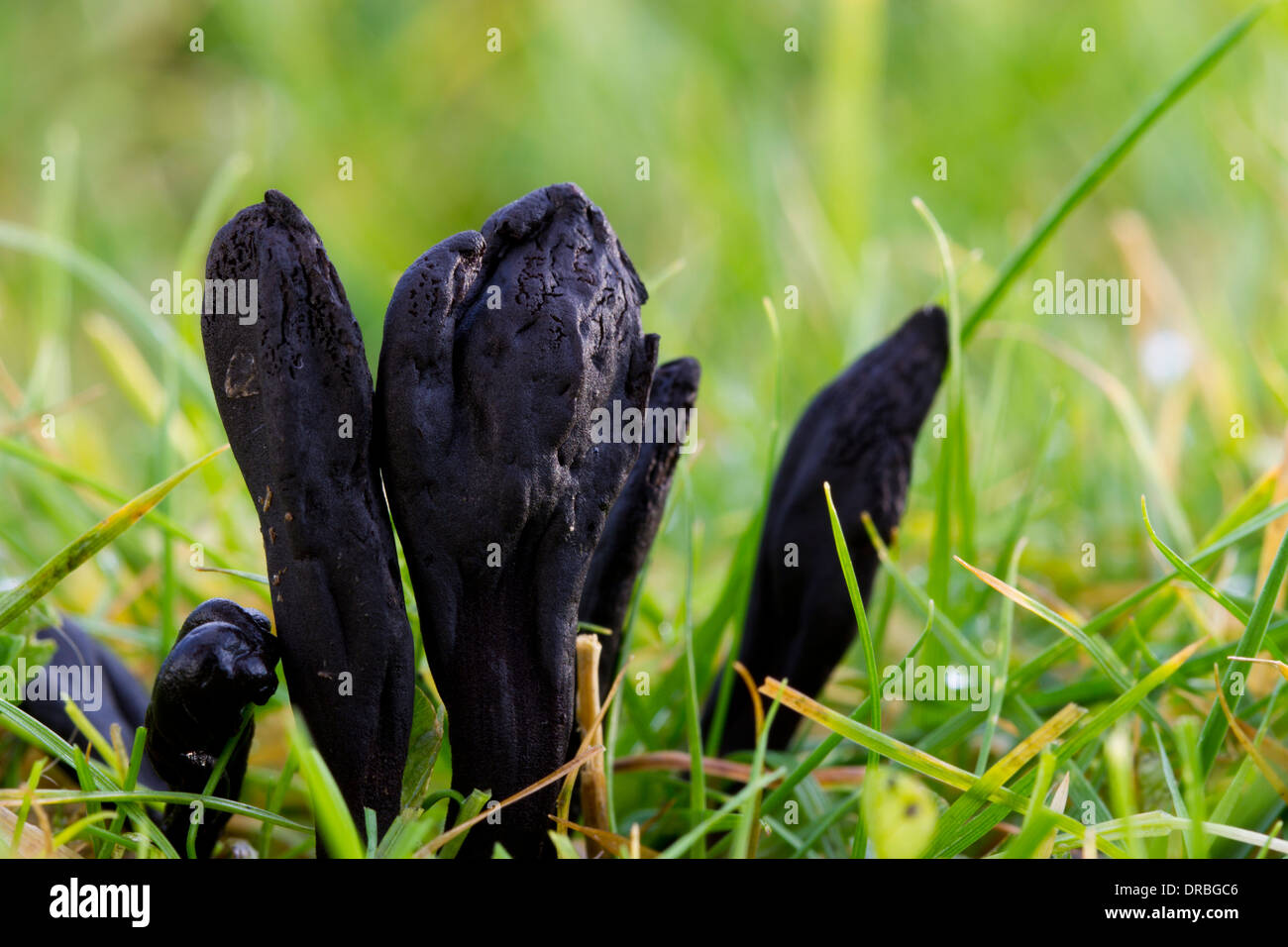 Hairy Earthtongue fungi (Trichoglossum hirsutum) fruiting bodies in grassland. Powys, Wales. November. Stock Photo