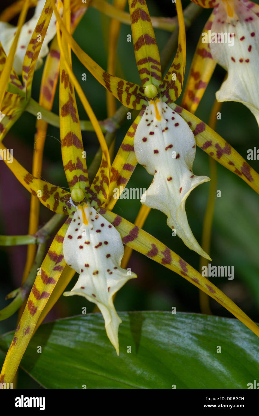 Flowers of an epiphytic Spider orchid (Brassia sp.) 'Chieftain'. Stock Photo