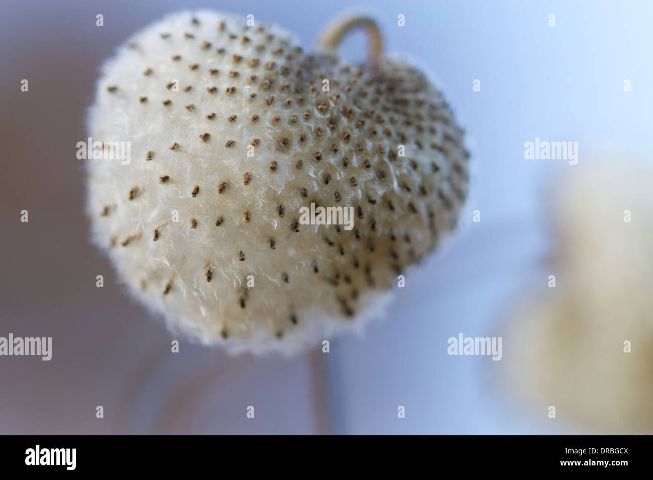 Japanese Anemone (Anemone hupehensis) 'Praecox' seedhead in a garden. Carmarthenshire, Wales. November. Stock Photo