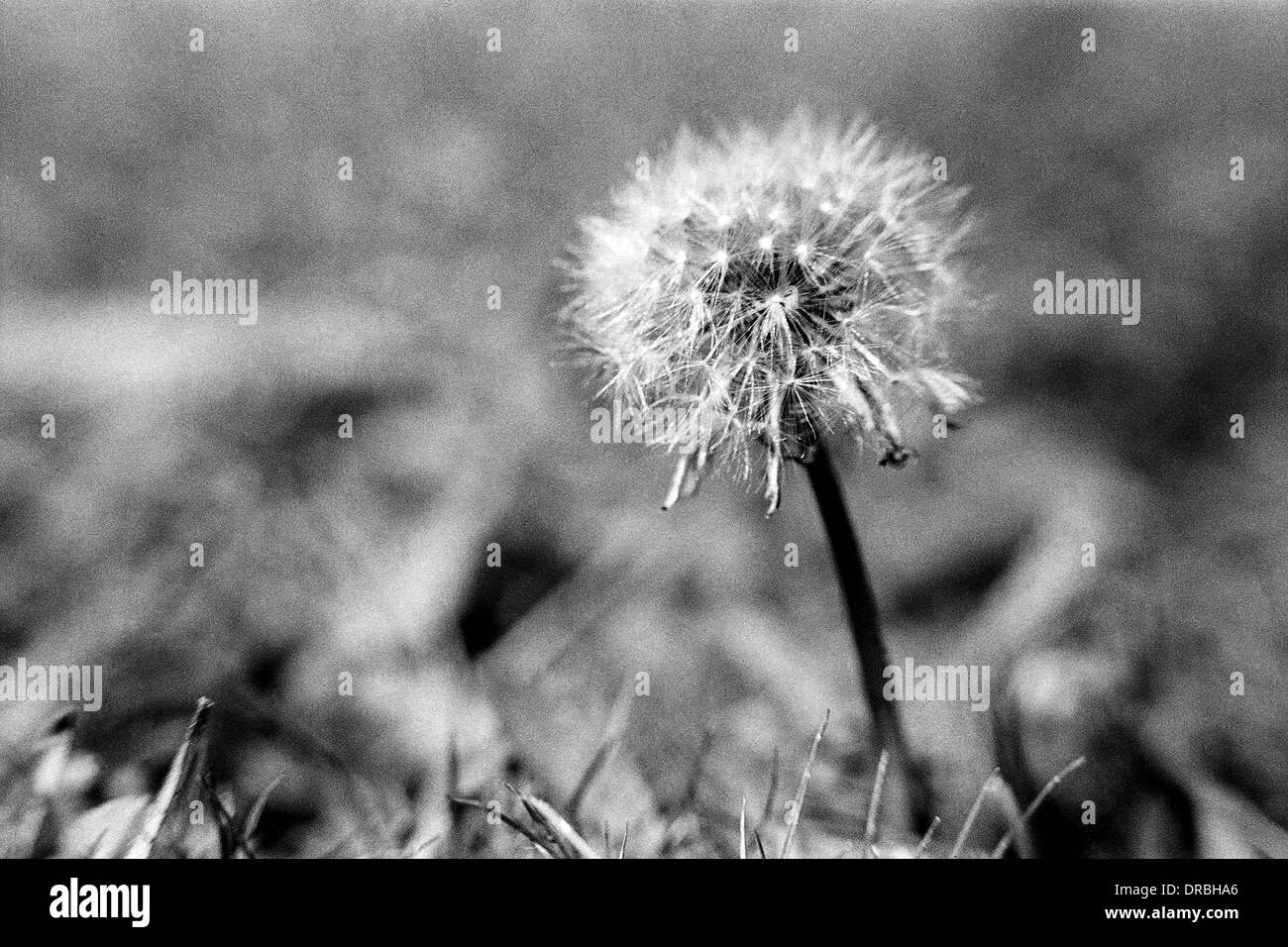 Dandelion flower in meadows of Pahalgam, Jammu and Kashmir, India, 1971 Stock Photo