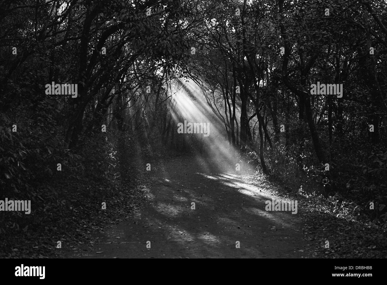 Sunrays in forest path, Matheran, Maharashtra, India, 1973 Stock Photo