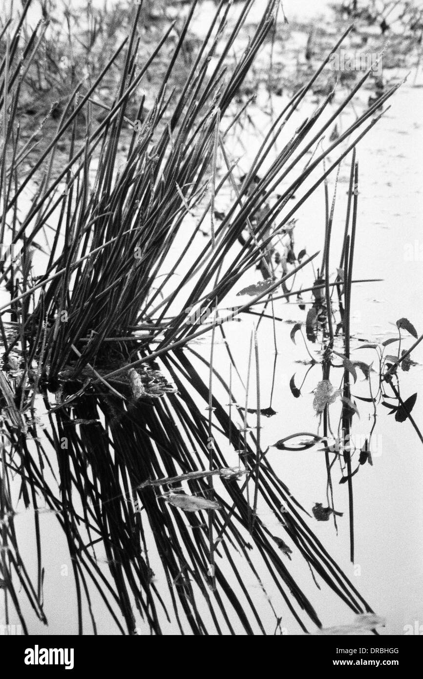 Reeds and reflection, Bharatpur Bird Sanctuary, Rajasthan, India, 1976 Stock Photo