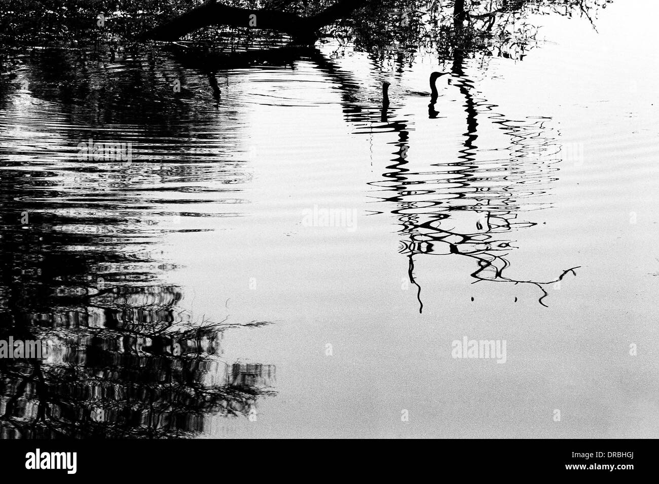 Darter birds swimming and reflection, Bharatpur Bird Sanctuary, Rajasthan, India, 1976 Stock Photo
