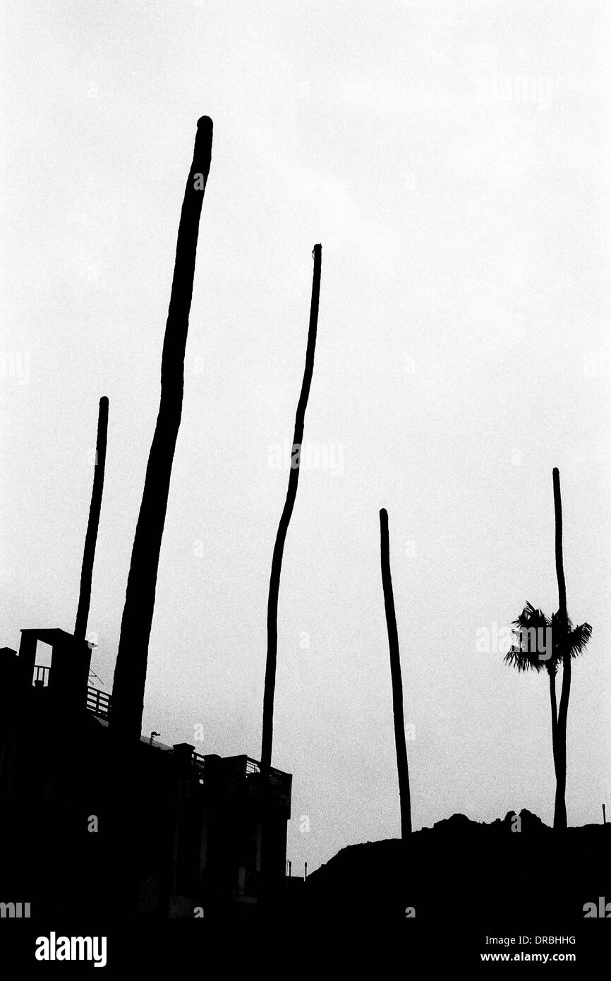 Palm trees top missing trunk only, Mumbai, Maharashtra, India, 1977 Stock Photo