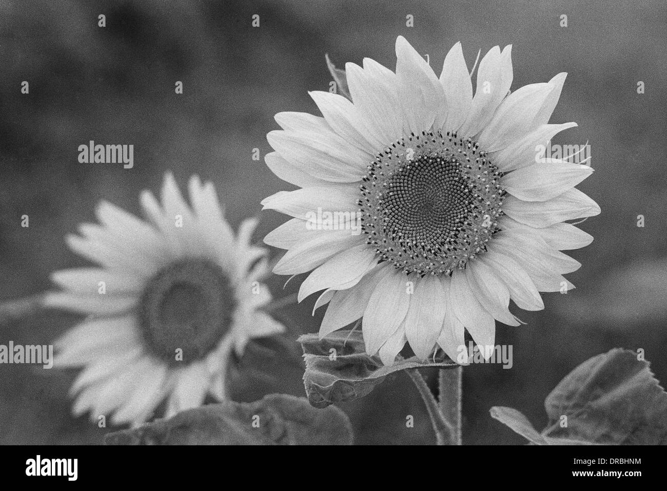 Sunflower field near Pune Maharashtra India Asia 1978 Stock Photo Alamy