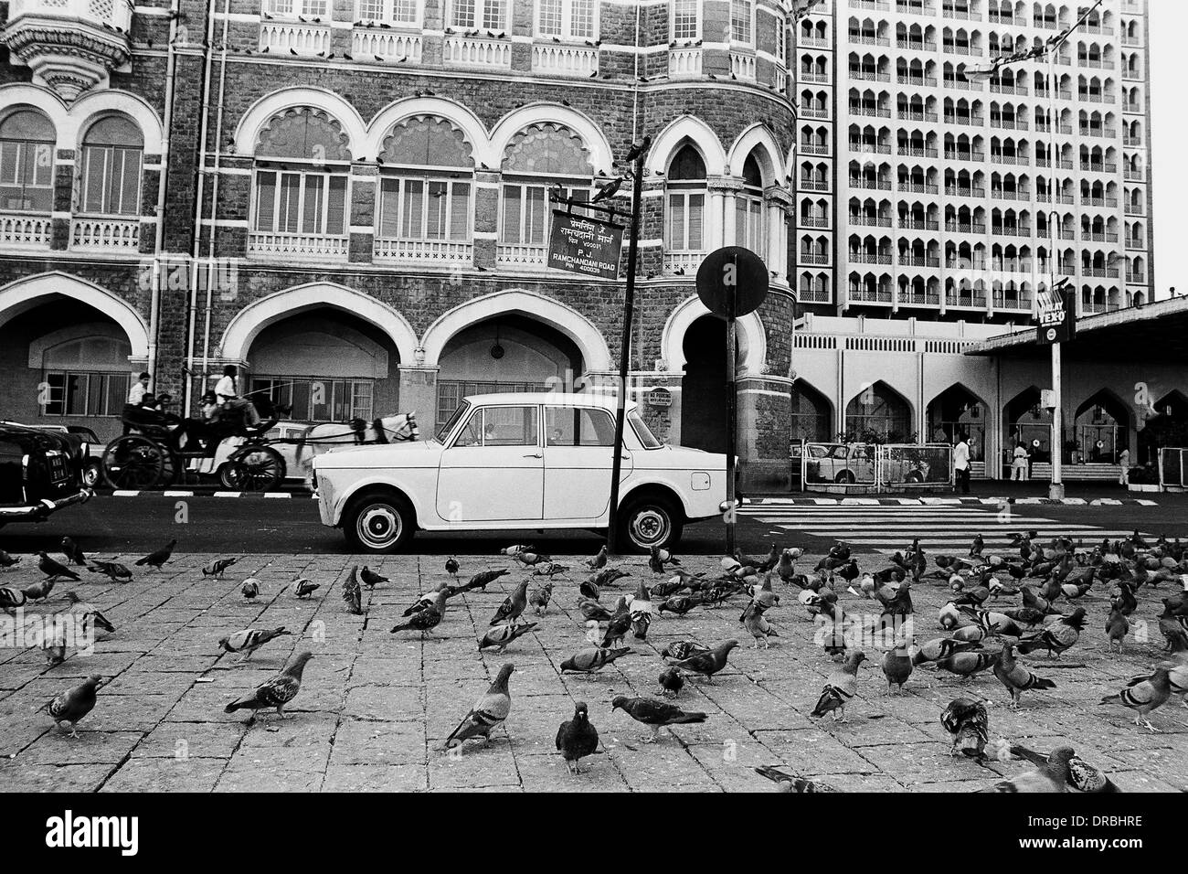 Pigeons feeding on pavement of Taj Mahal Hotel, Mumbai, Maharashtra, India, 1981 Stock Photo