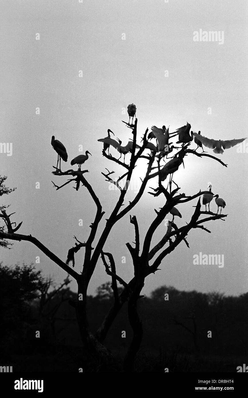 Birds resting on tree at sunset, Keoladeo bird sanctuary, Bharatpur, Rajasthan, India, 1982 Stock Photo