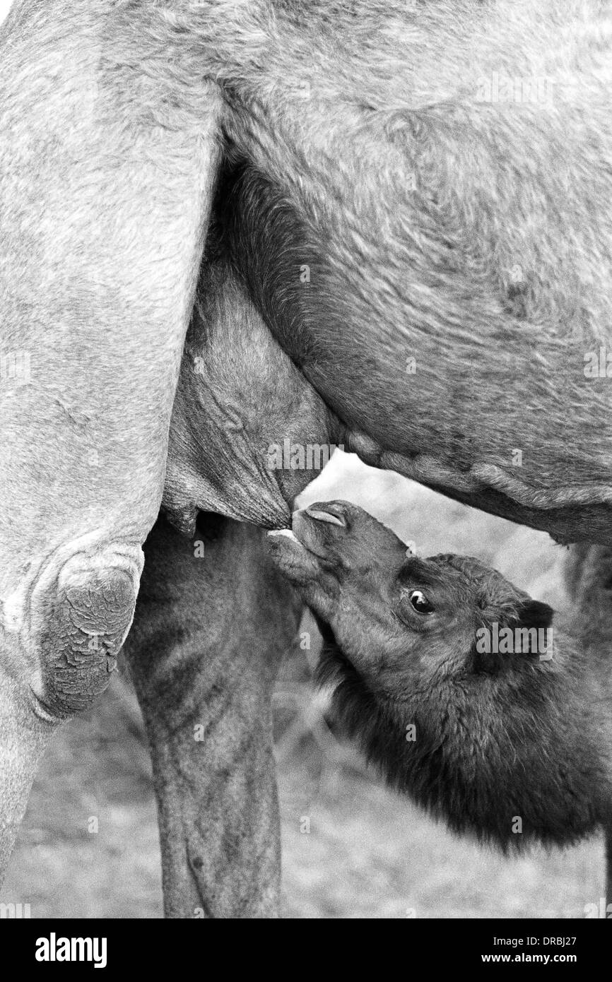 Camel calf suckling, Breeding farm, Bikaner, Rajasthan, India, 1984 Stock Photo