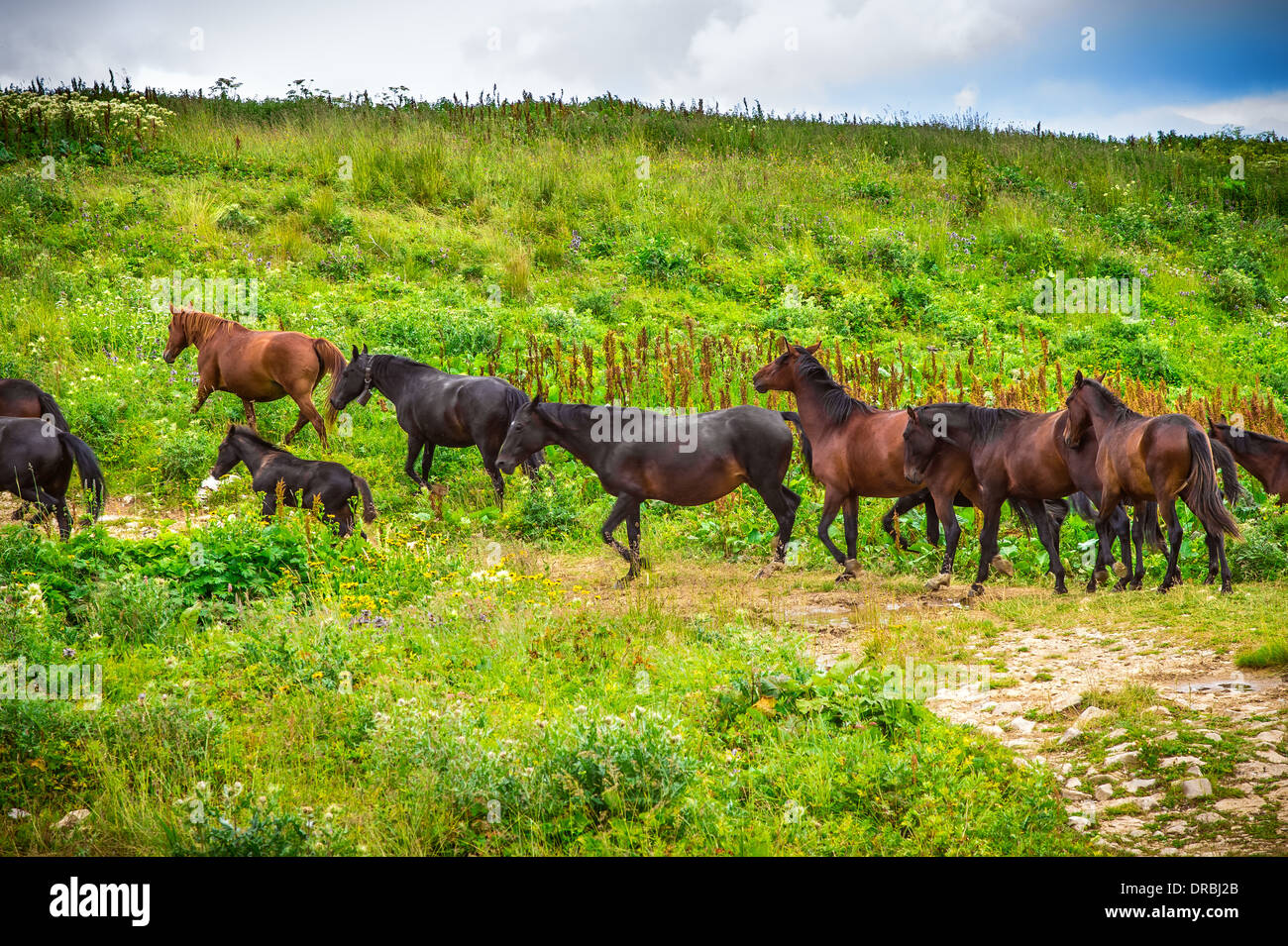 Horses herd running on Green Valley in Mountains rural Landscape Stock Photo