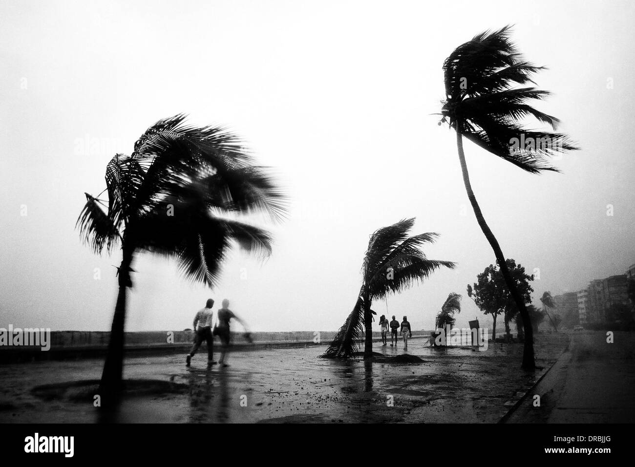 Palm trees swaying in monsoon wind, Marine Drive, Mumbai, Maharashtra, India, 1989 Stock Photo