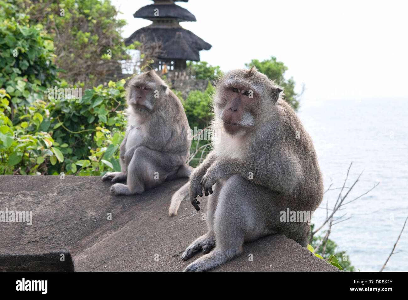 Two monkeys at Uluwatu Temple, Bali, Indonesia Stock Photo