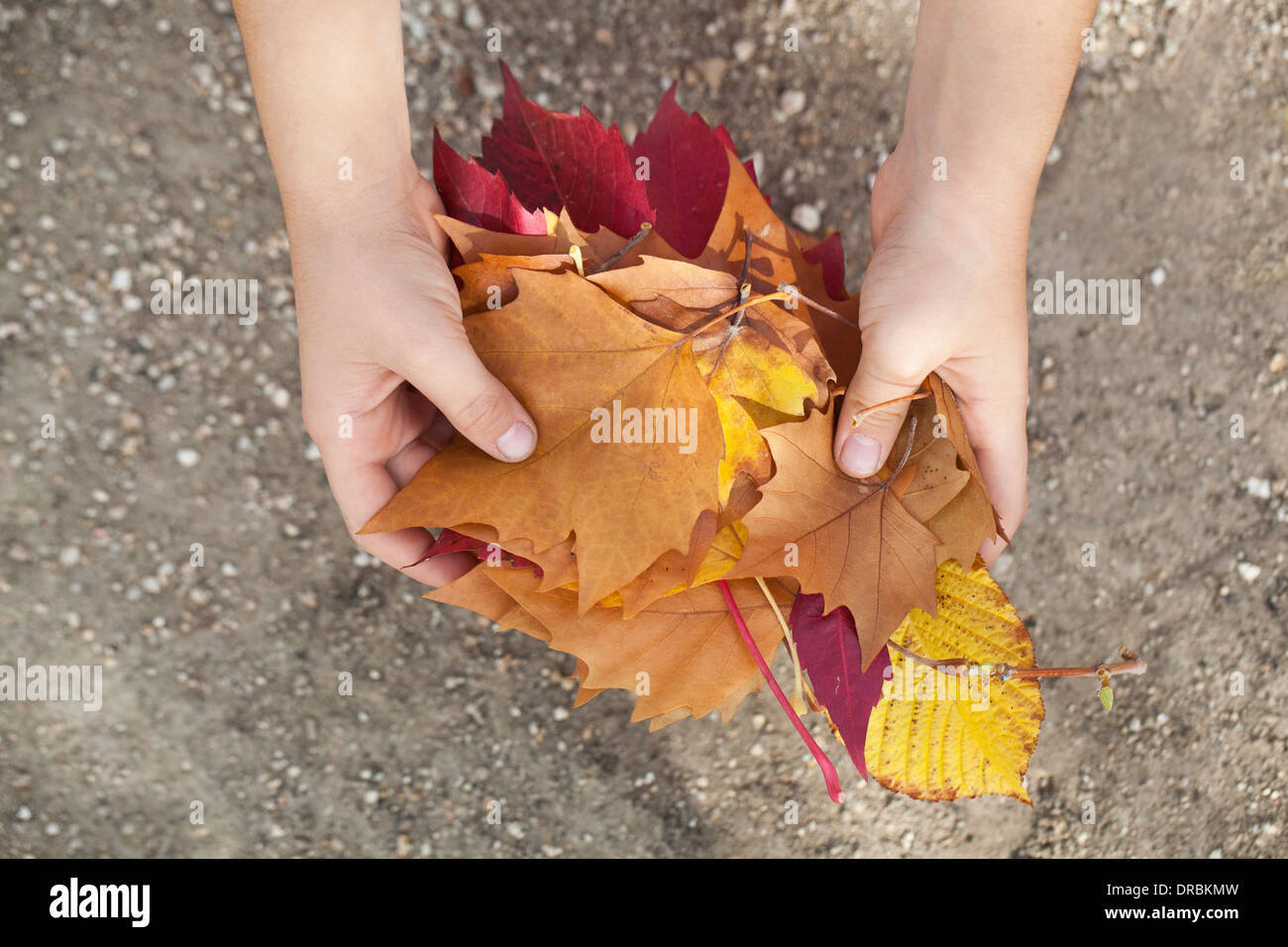 A kid picks up Autumn leaves. Stock Photo