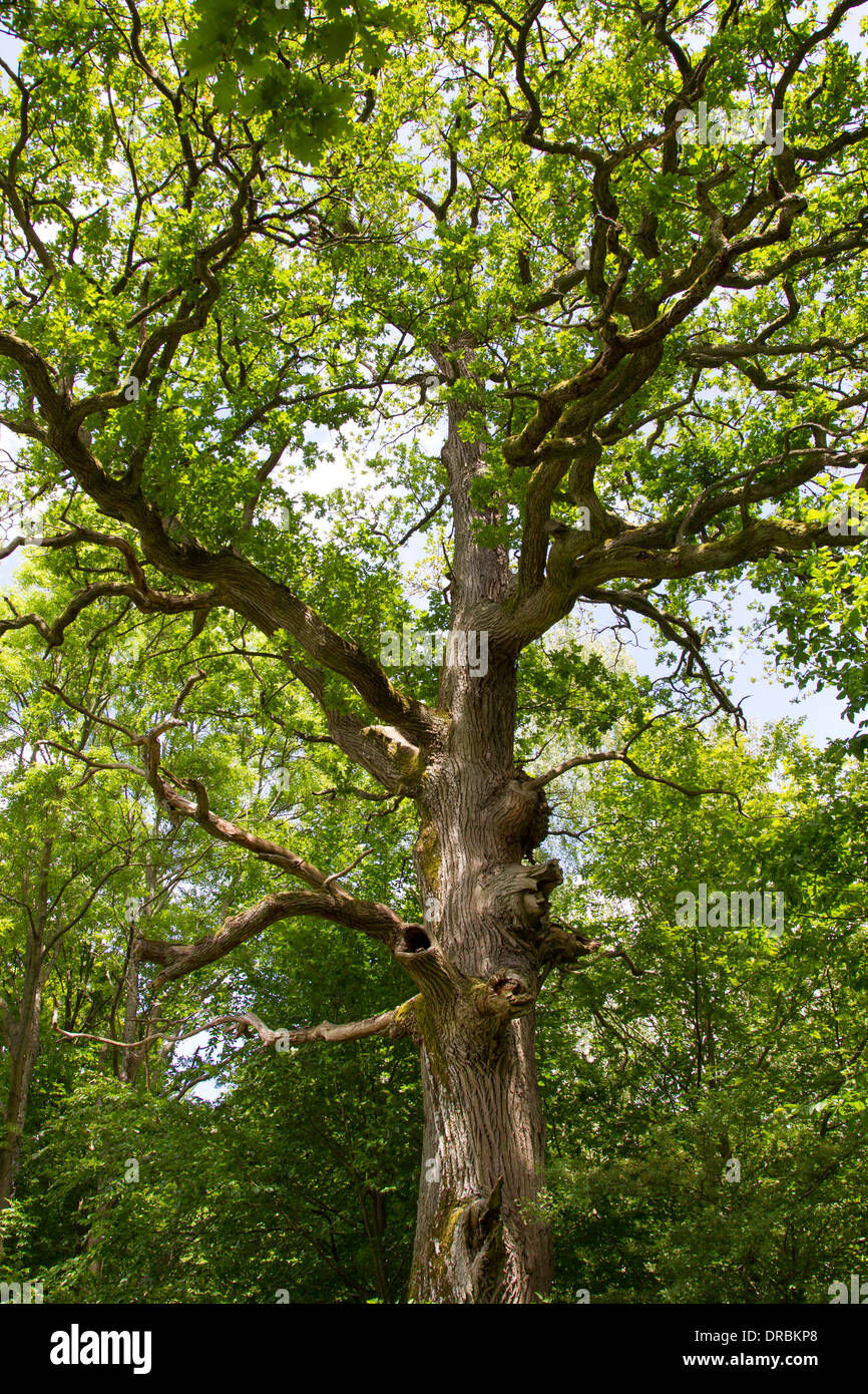 Old oak tree leaves summer aeste fruehjahr ast spring green gnarled deciduous tree Stock Photo