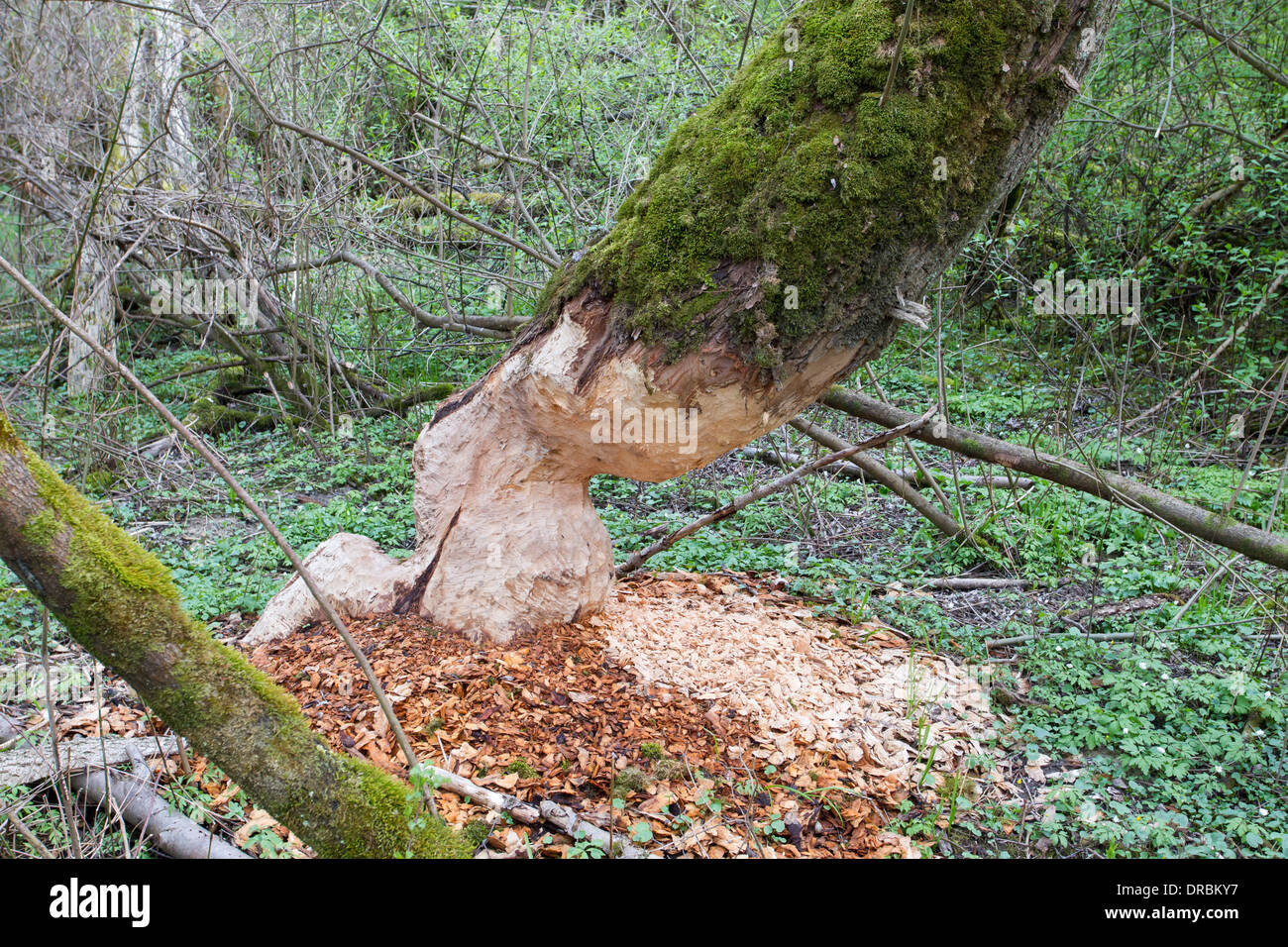 beaver beavers tree wood chips shavings biberbaum Stock Photo