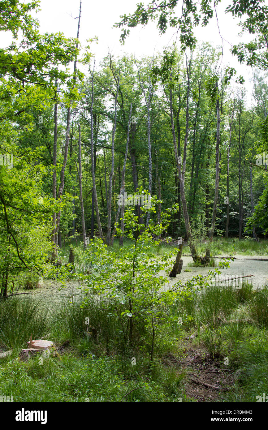 Riparian forests riparian tree breakage Forests Stock Photo