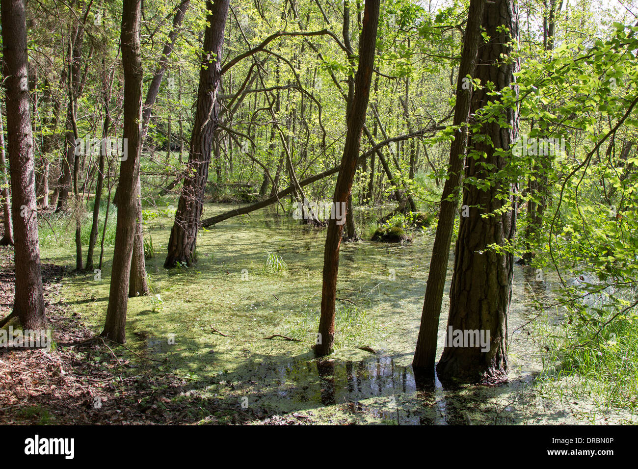 Riparian forests riparian tree breakage Forests Stock Photo
