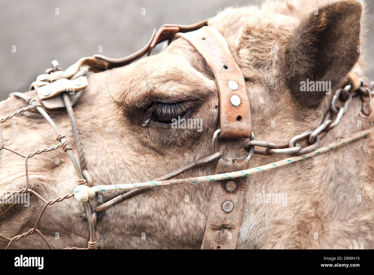 Close-up view of the camel's eye with its big eyelashes. Stock Photo