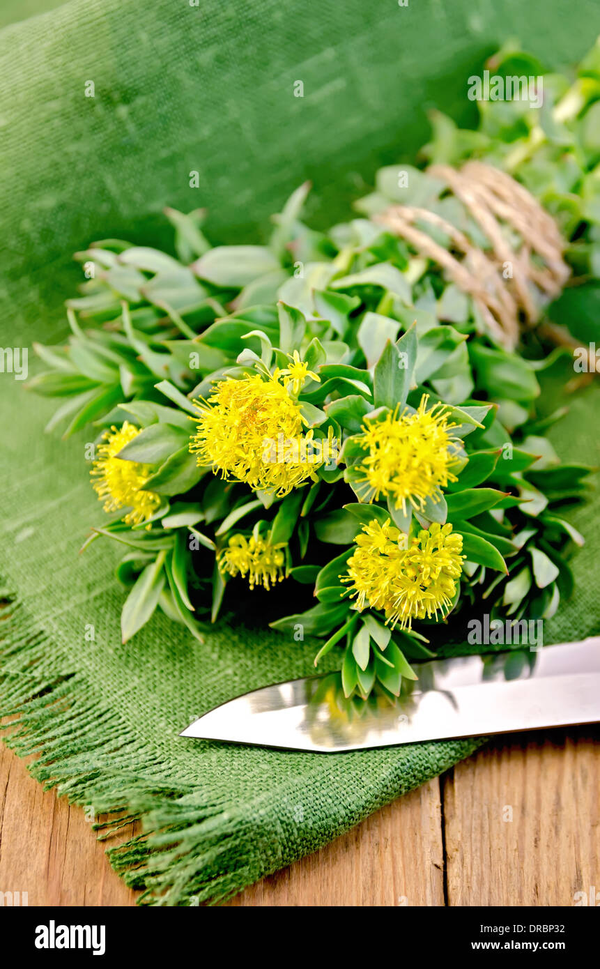 Rhodiola rosea flowers tied with string with a knife on a green napkin on a background of wooden boards Stock Photo