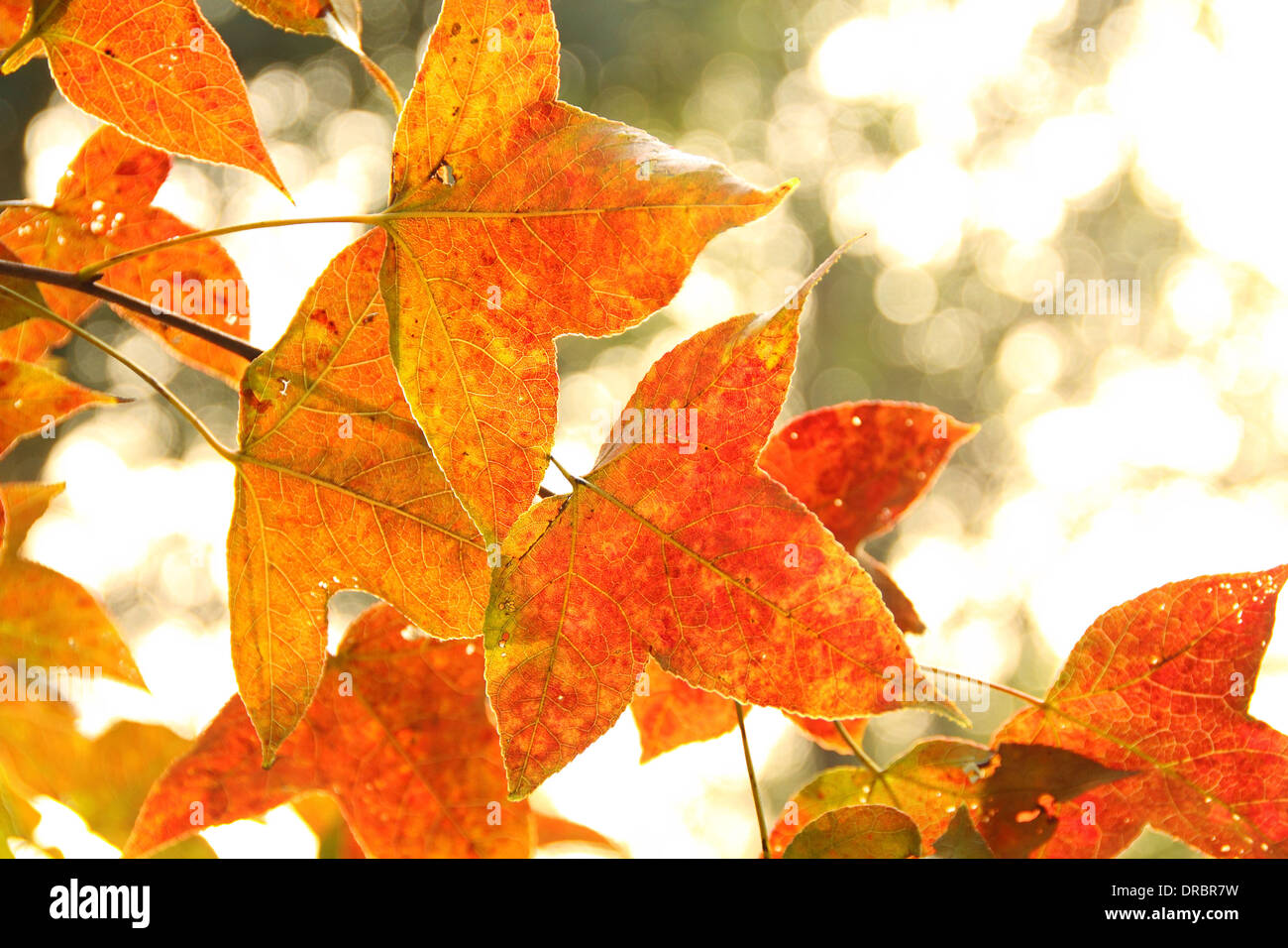 The Red Leaves (Sweet Gum) in Tai Lam Country Park, 2013 Stock Photo