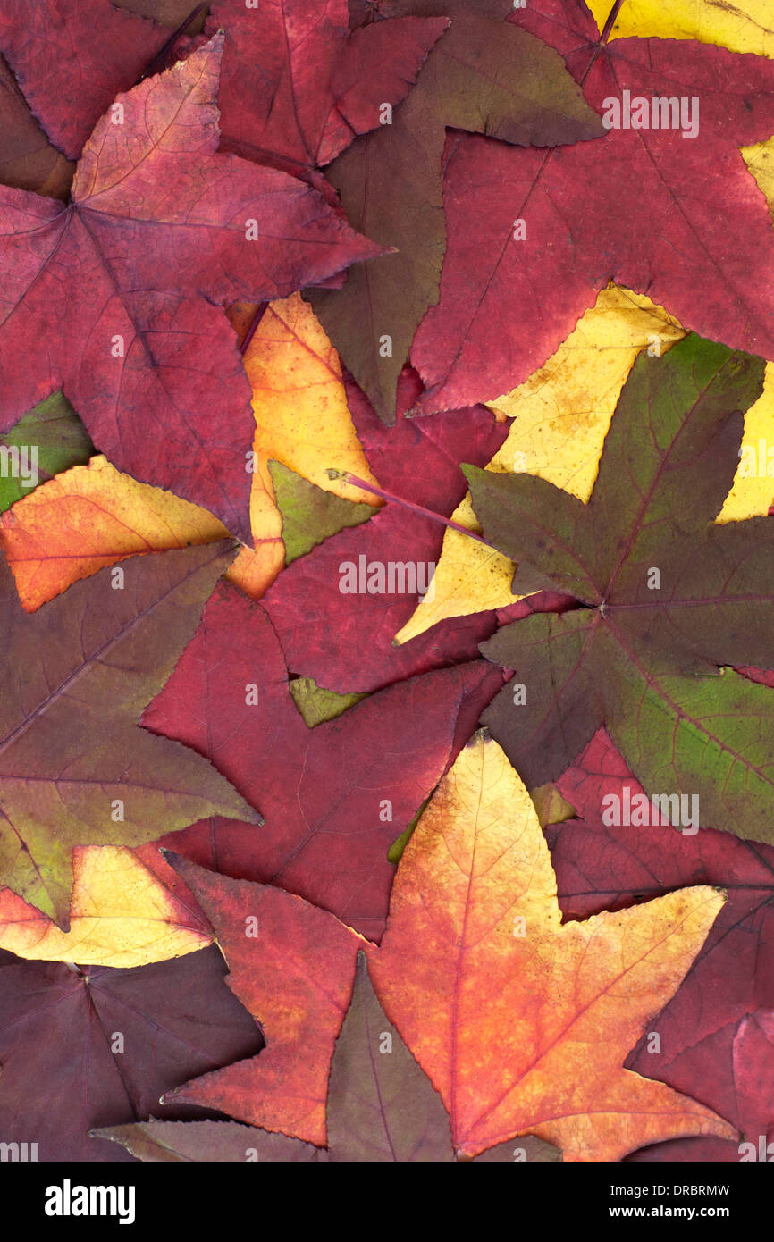 Large group multi colored of Autumn leaves. Stock Photo