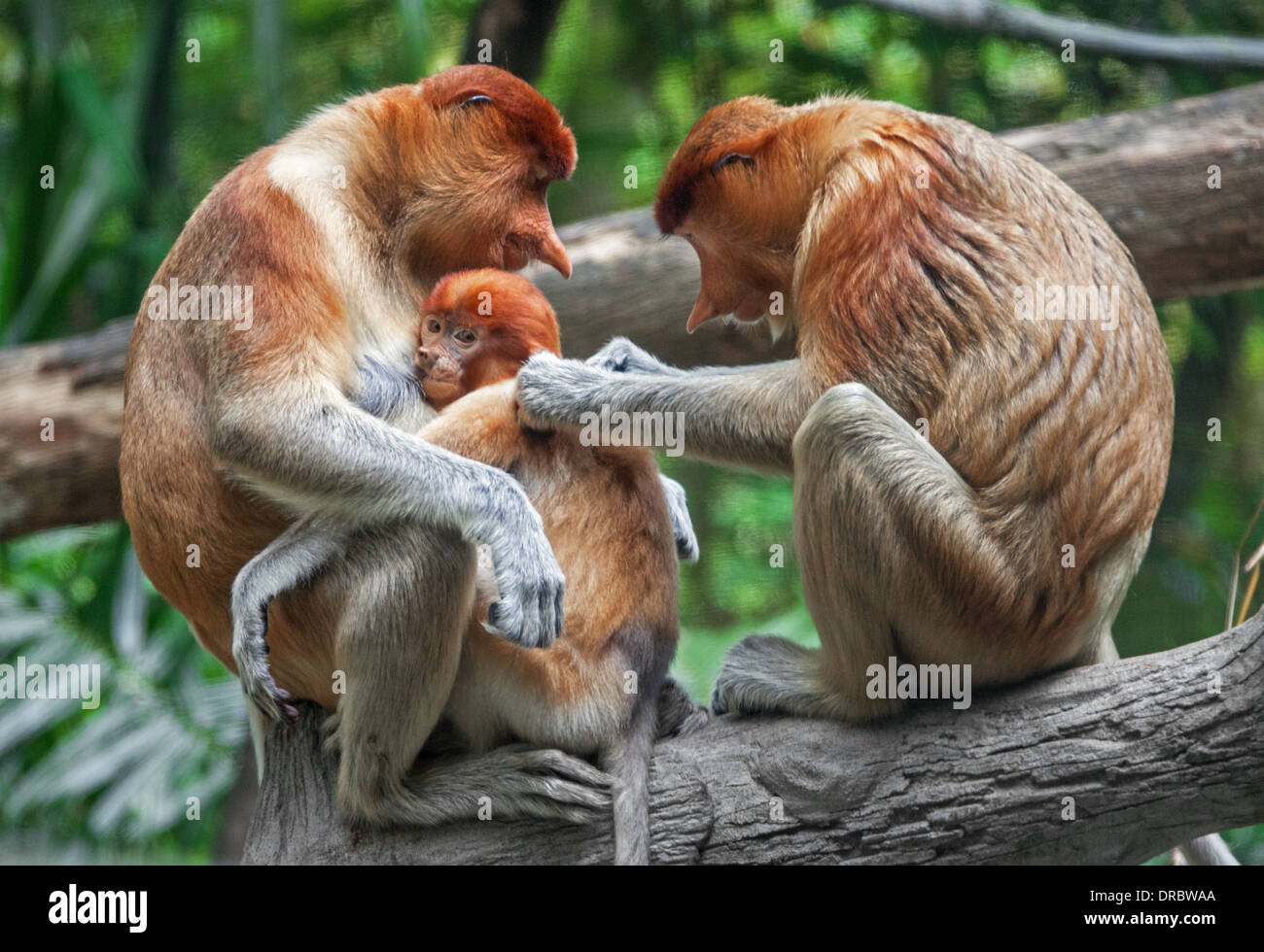 Family. Family Care. Long nosed monkeys - proboscis. Borneo island, Malaysia. Stock Photo