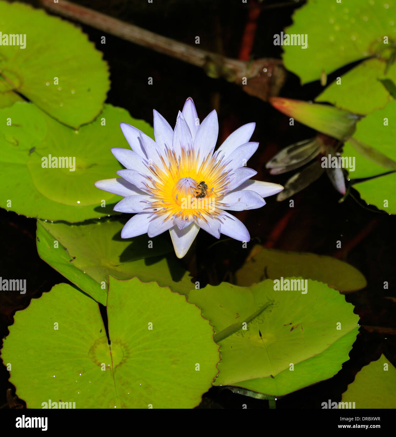 Nymphaea caerulea, also known as the Blue Egyptian water lily or sacred