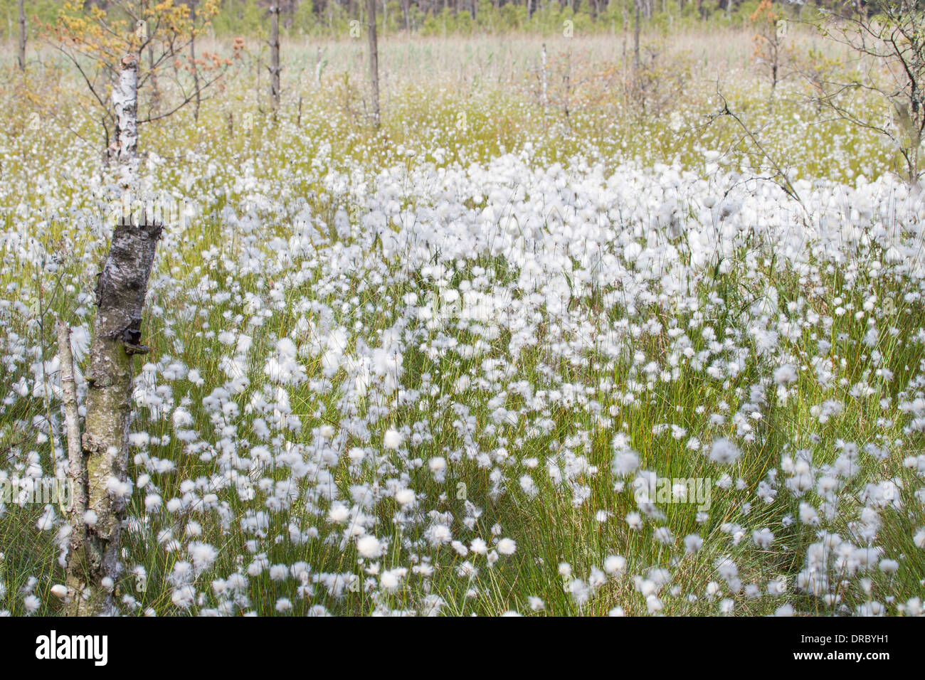 cotton grass Eriophorum Cyperaceae Wollgras Stock Photo