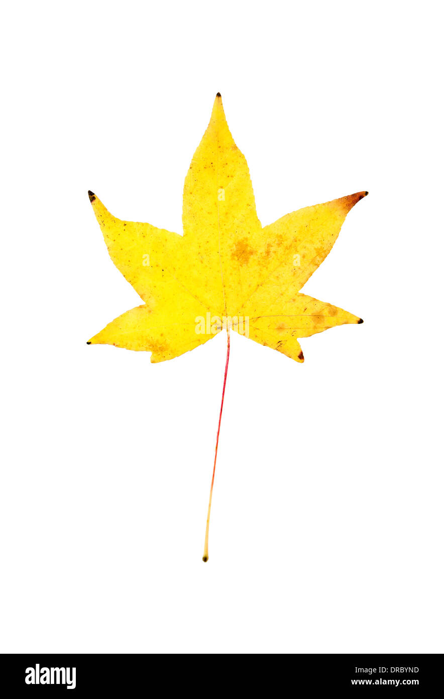 Close-up view of a yellow Autumn Maple leaf isolated on white bacground. Stock Photo