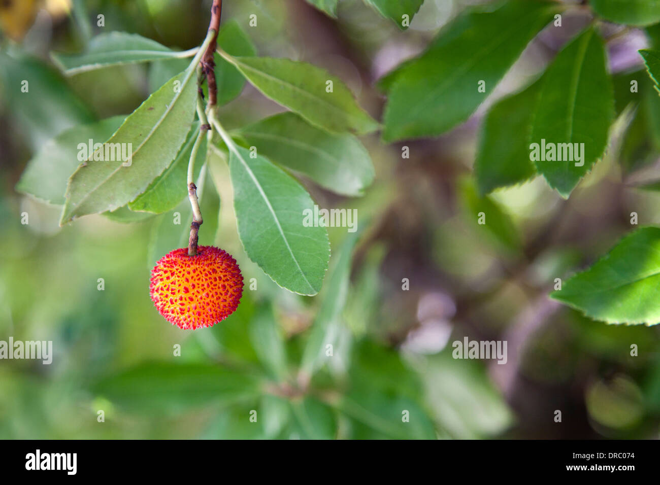 Ripe arbutus fruit (Madroño, Corbezzolo) maturing in the Straberry tree. Selective focus on fruits. Stock Photo