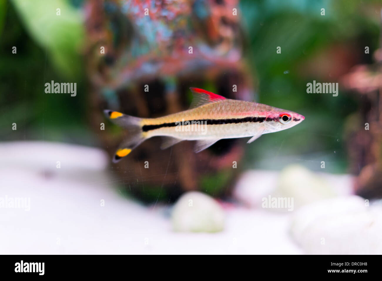 Tropical fish for sale at a aquarium centre Stock Photo Alamy