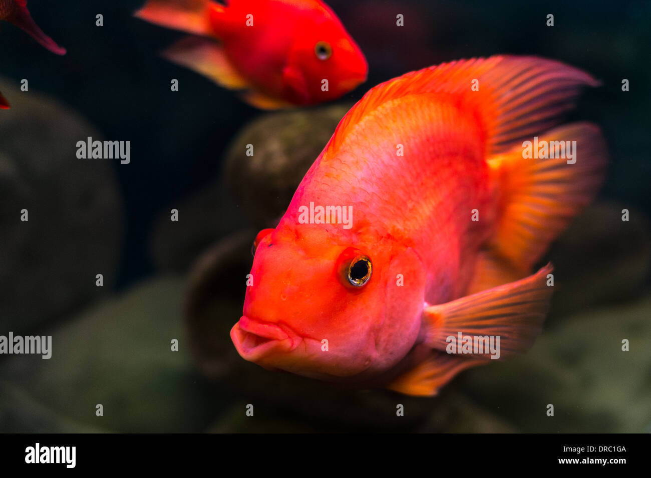 Trpoical Fish For Sale At A Aquarium Centre Stock Photo 66032858