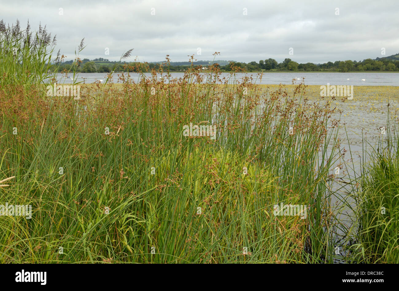 Grey Club-rush, Schoenoplectus tabernaemontani growing on the edge of Llangors lake Stock Photo
