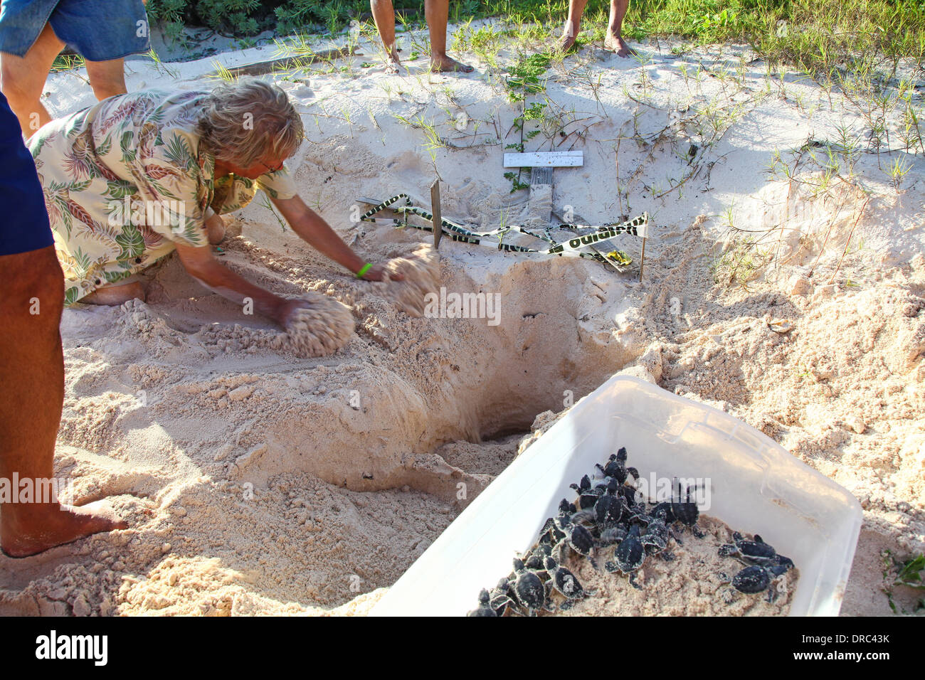 A man filling in a nest with sand and baby green Turtles in a box after being dug out of their nest, awaiting release, Cancun, Mexico Stock Photo