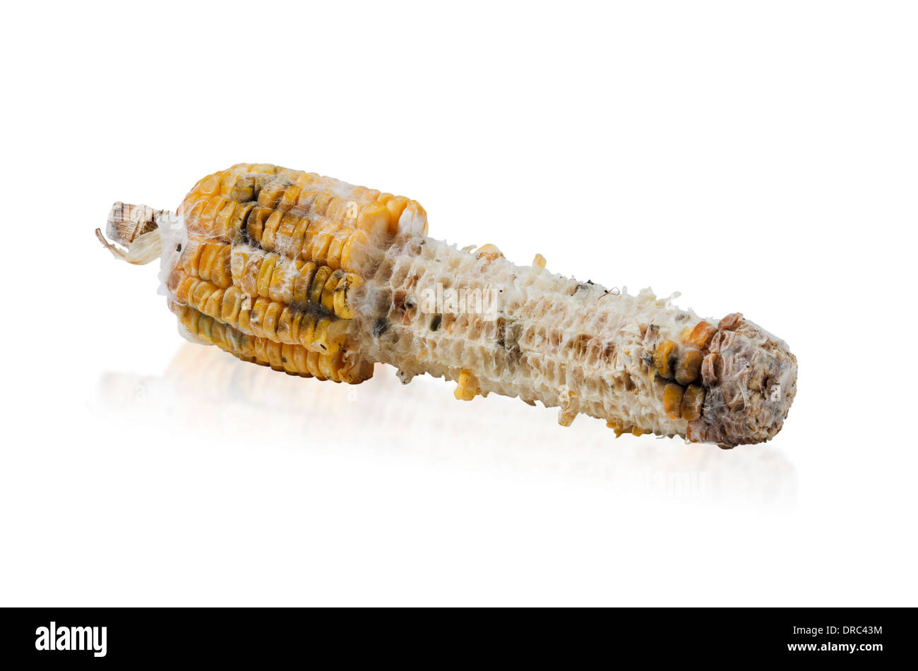 Rotten grilled corn with fungus isolated on white Stock Photo
