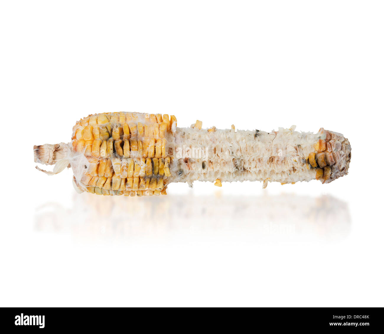 Rotten grilled corn with fungus isolated on white Stock Photo