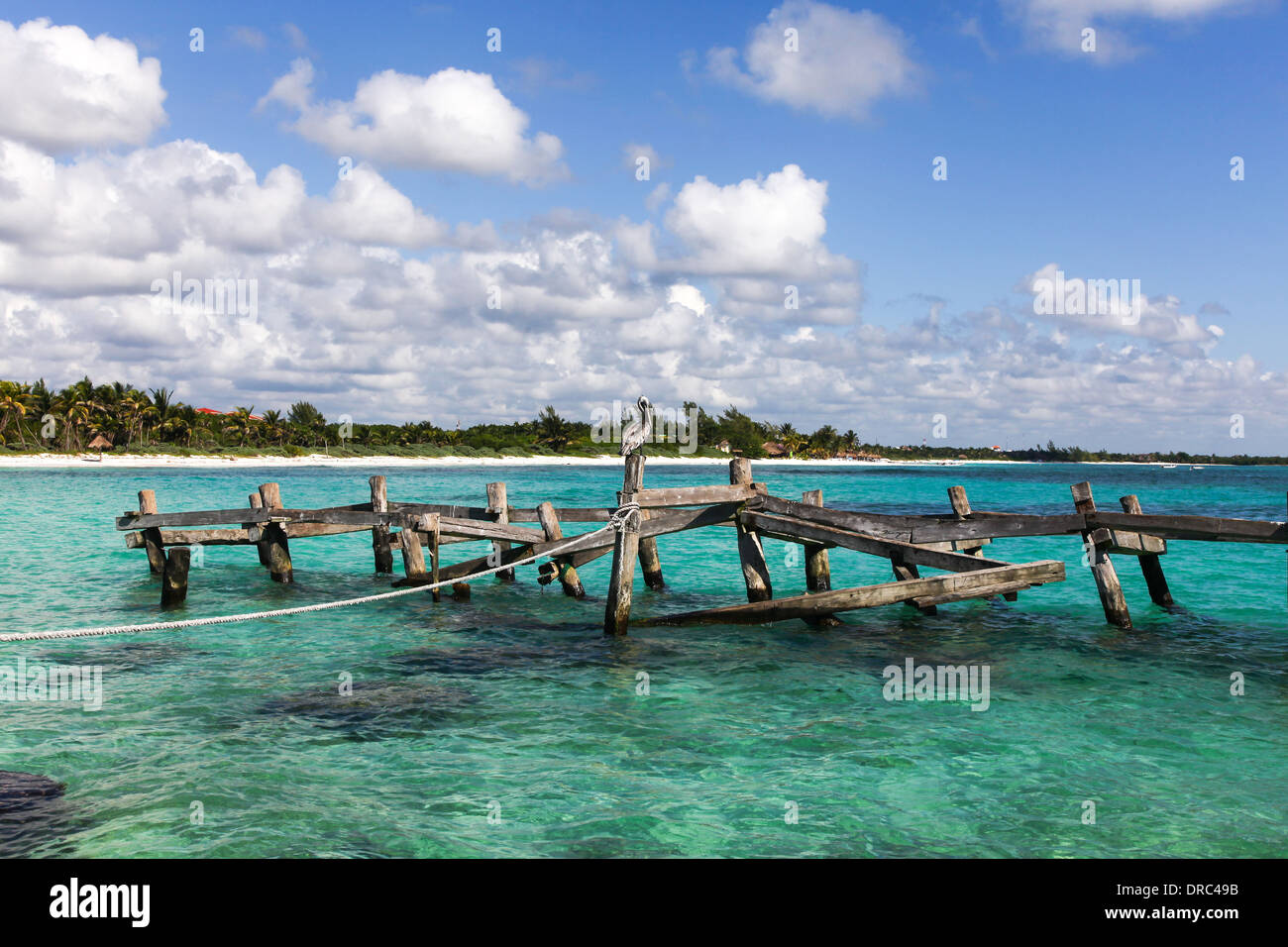 A Pelican sitting on an old wooden jetty in the Caribbean sea at Riviera Maya Mayan Riviera Cancun Yucatan Peninsular Mexico Stock Photo