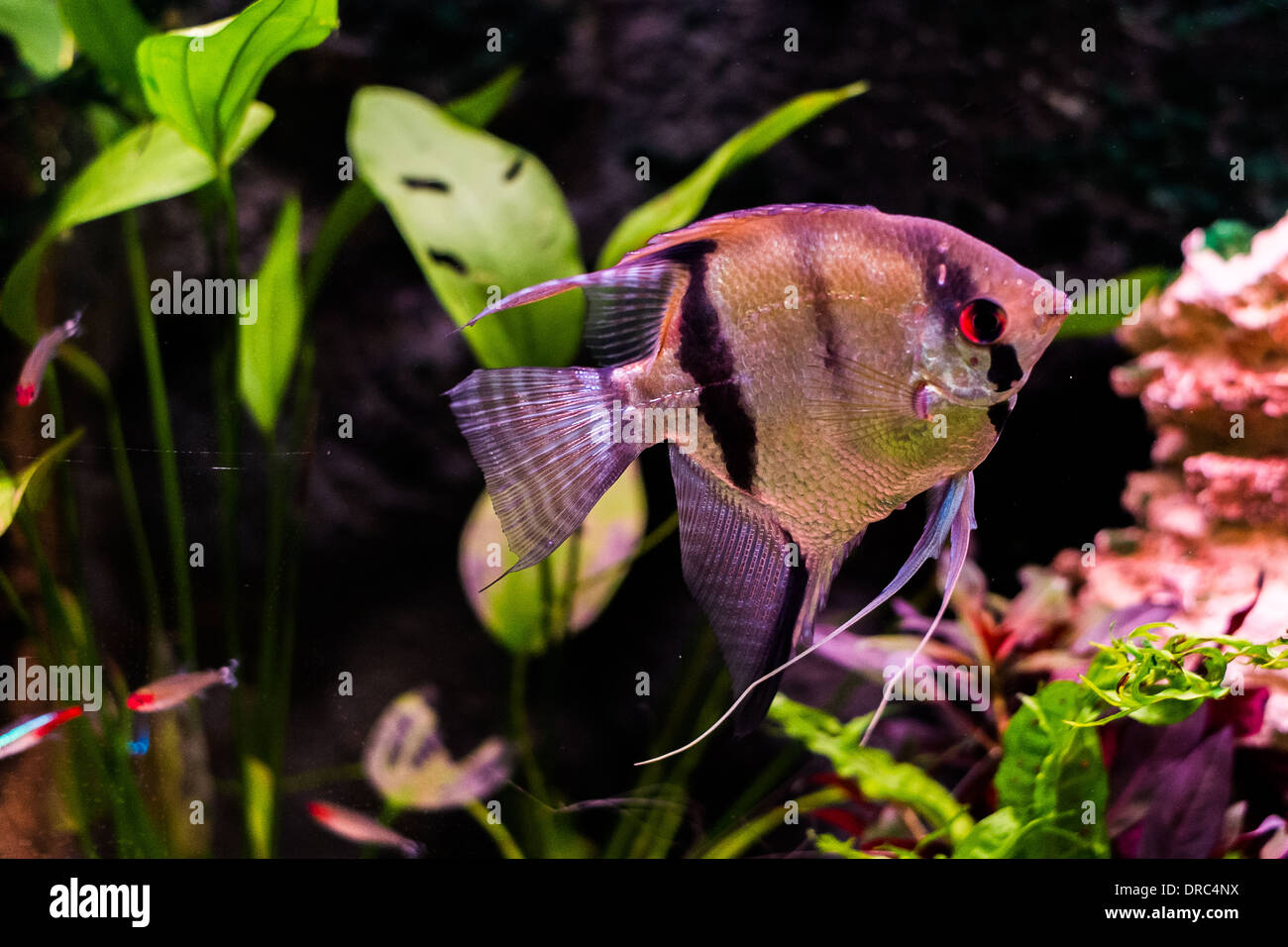Tropical fish for sale at a aquarium centre Stock Photo Alamy