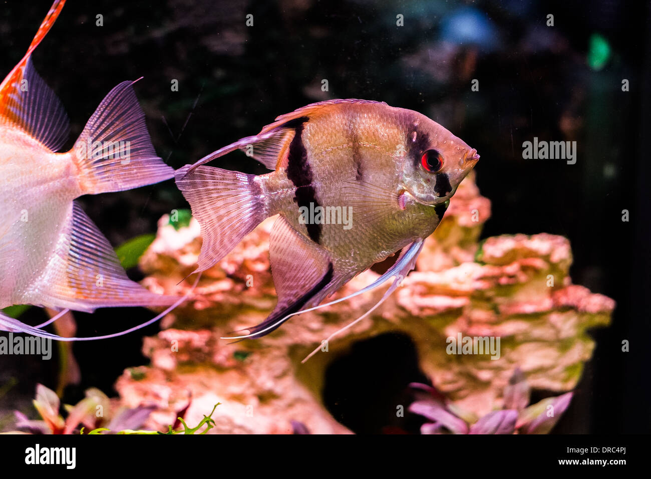 Tropical fish for sale at a aquarium centre Stock Photo Alamy