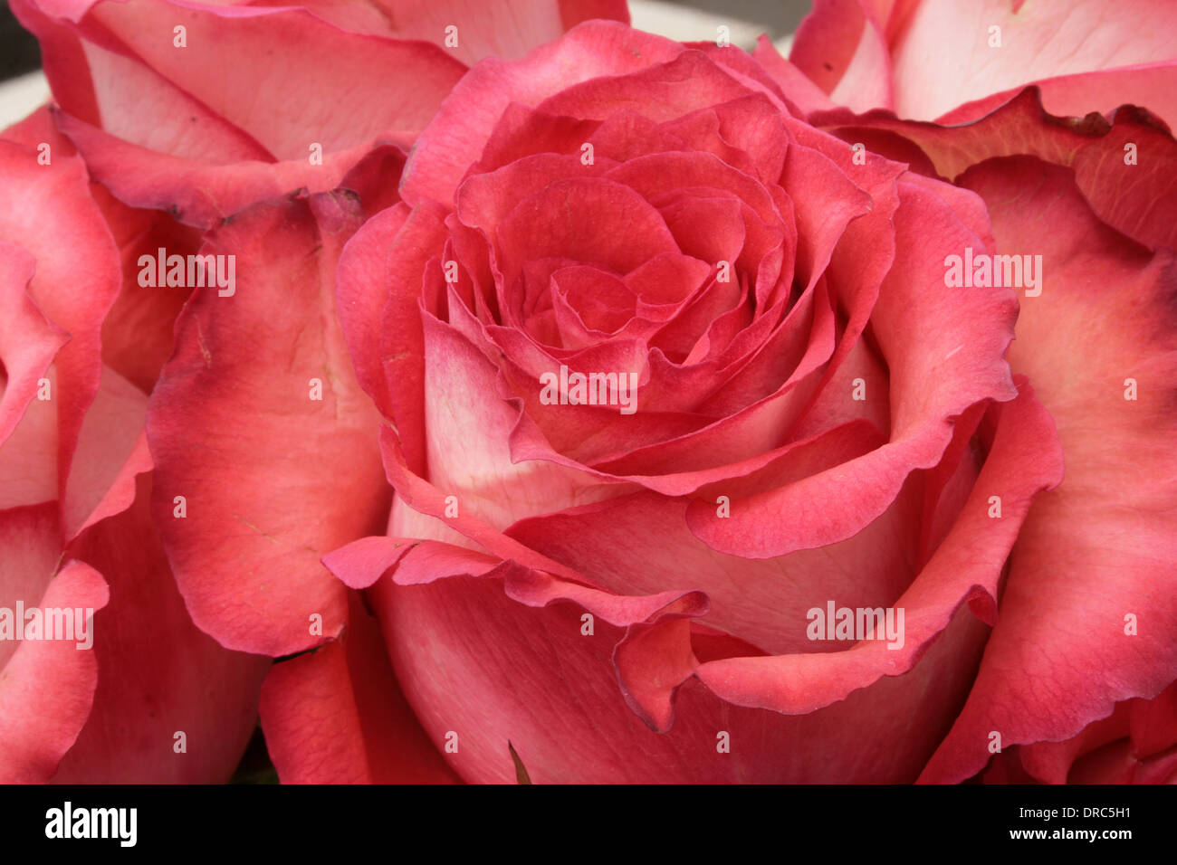 Red roses in a bouquet of fresh flowers in Cotacachi, Ecuador Stock Photo