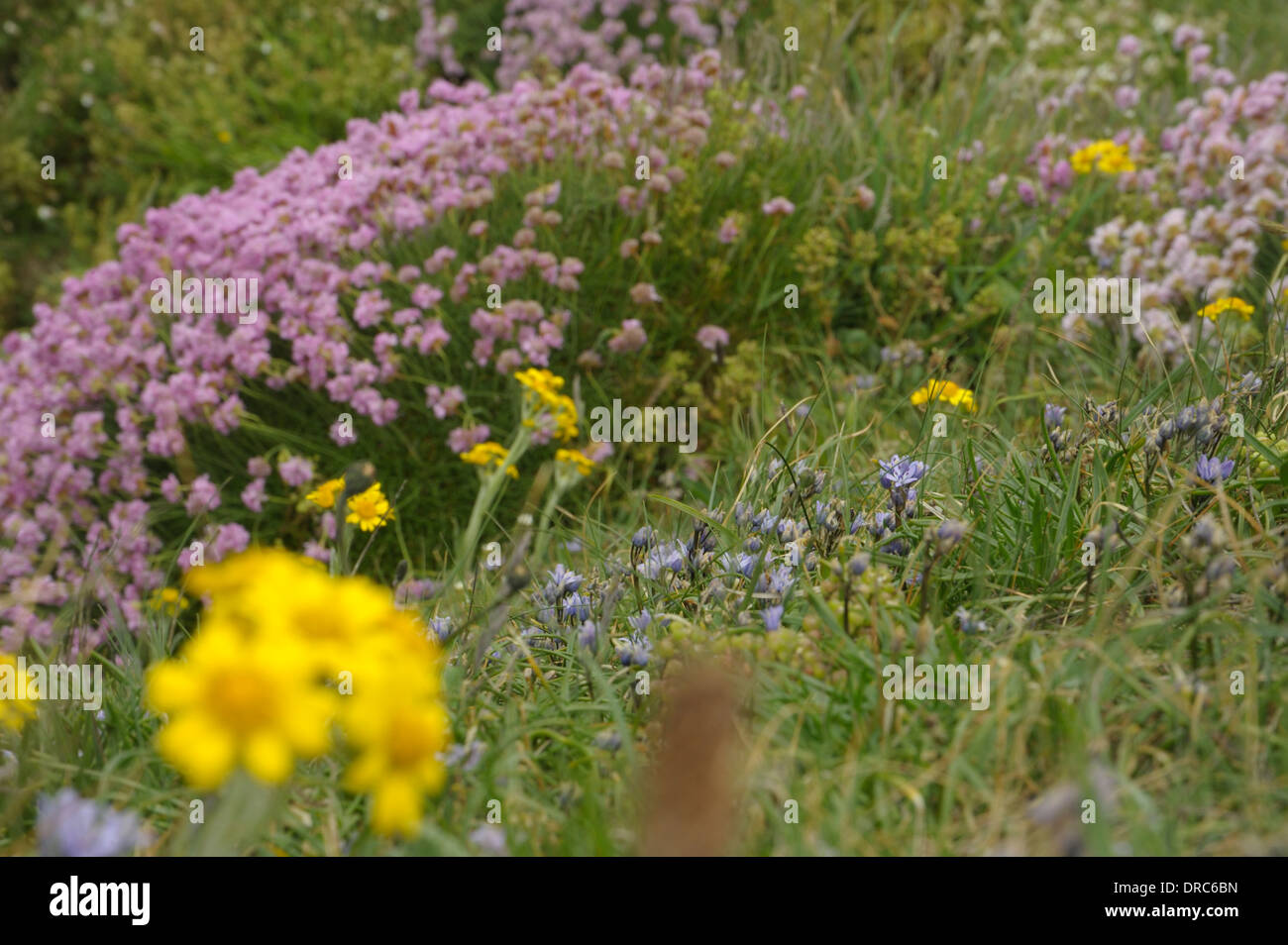 Spring Squill and other plants and flowers at  South Stack Stock Photo